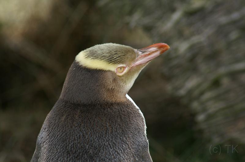 PICT94390_090116_OtagoPenin.jpg - Penguin Place, Otago Peninsula (Dunedin): Yellow Eyed Penguin "Bob"